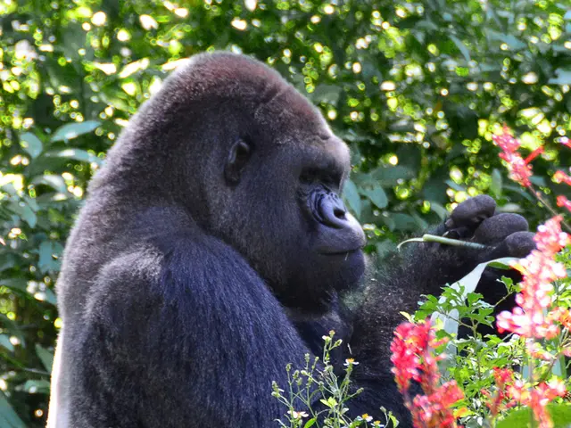 Female mountain gorillas demonstrated a preference for associating with friendly counterparts,...
