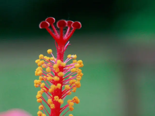 Is it common for an individual to inhale and exhale solely through one nostril?