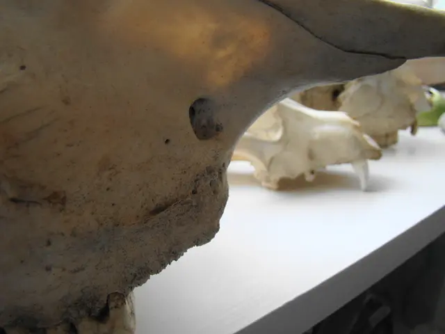 Manta Ray Specialist Discover Large New Species, Measuring Width Equivalent to a Typical Two-Car...