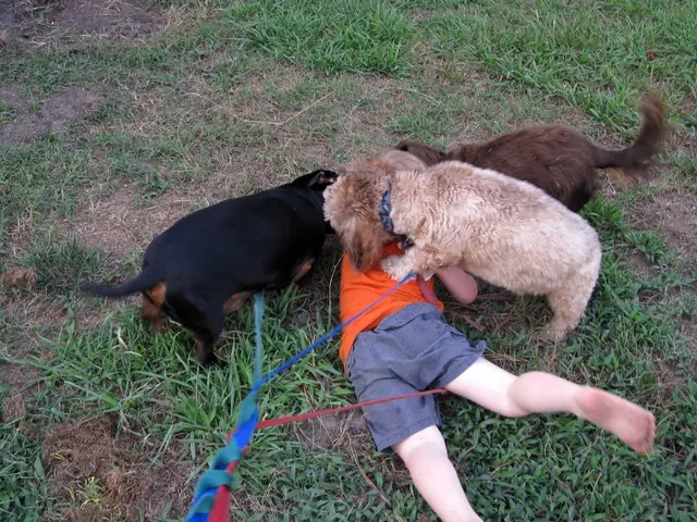 Lowest Dog Bite Incidents Reported in Bhopal