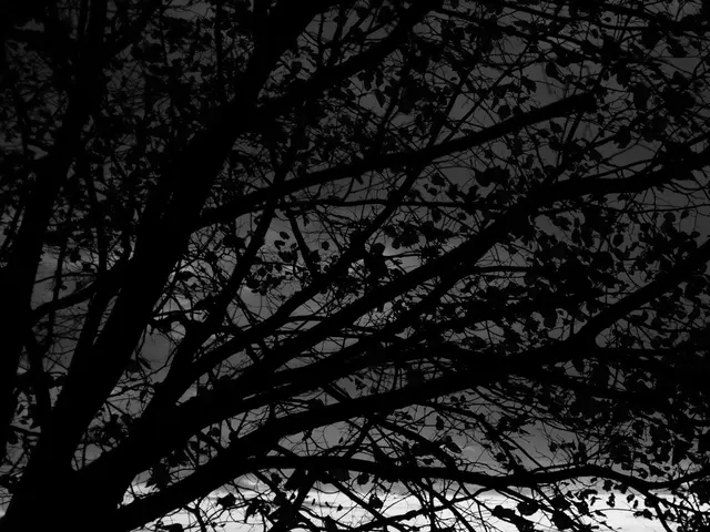 Exploring the Mysteries of the Pineal Gland through the Lens of Pinealocytes