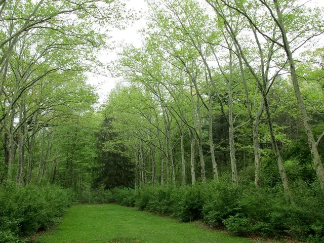 August is an optimal month to seed these 7 plants as green manures, enhancing the health of your...