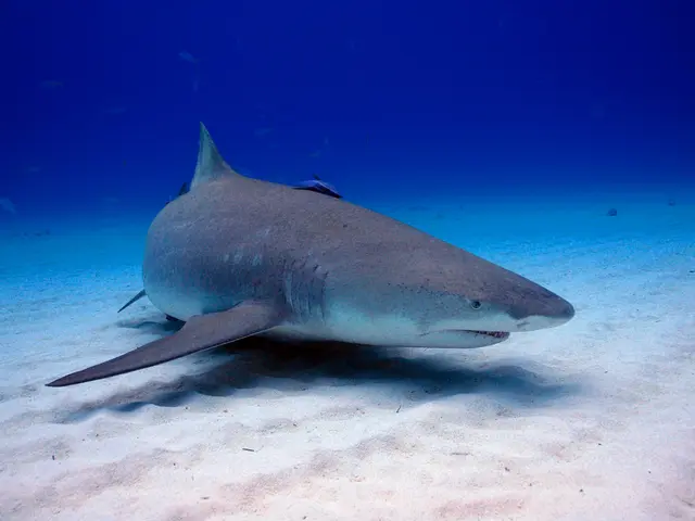 Is it True that Dolphins Harm People? Debunking Misconceptions