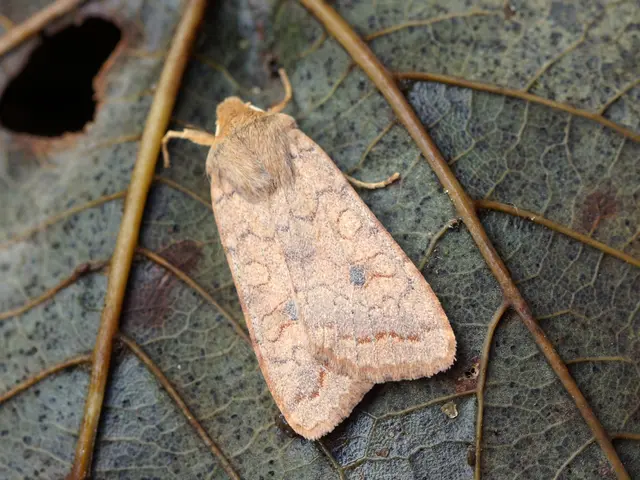 Eosinophilic folliculitis: Recognizing its signs, origins, and further details