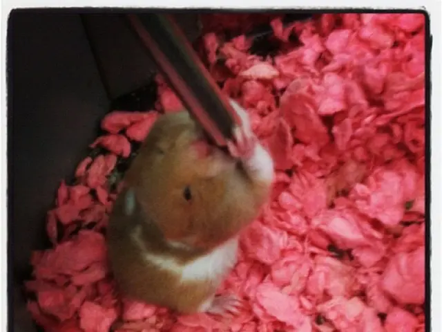 Interpreting Rodent Visionaries: The Significance Behind Nocturnal Mice in Your Dreams