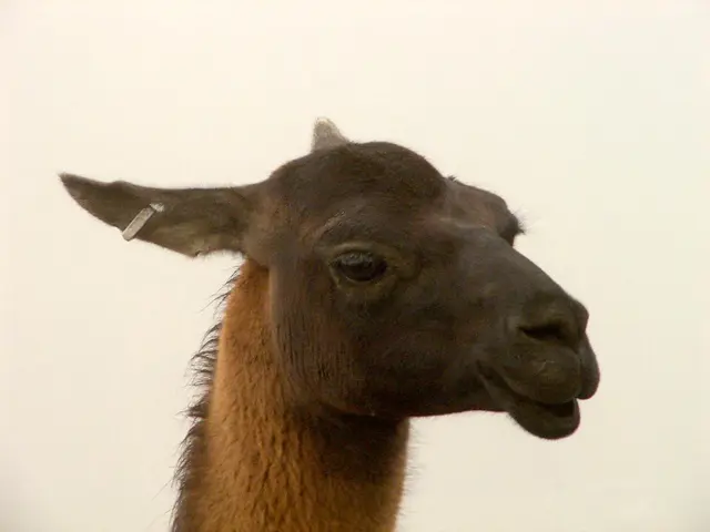 Veterinary advice on maintaining canine ear hygiene: methods and shortcuts