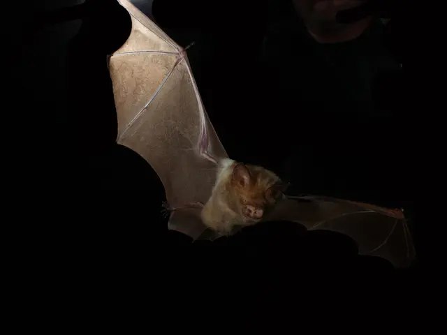 Fruit bats, like this one here, were thought to be devoid of echolocation abilities; however,...