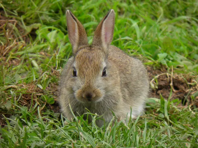 Colorado's Rabbit Horns Sport a Terrifying Tape-like Appearance, Yet Health Issue Stems from a...