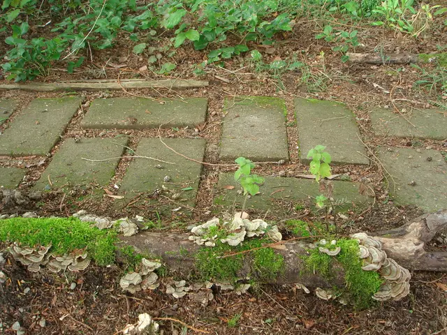 "Duisburg City Centre's Bartled Book Found Severed"