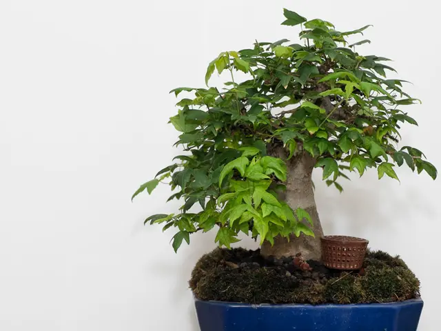 Bonsai Evergreen: Examining Development Patterns and Distinct Qualities