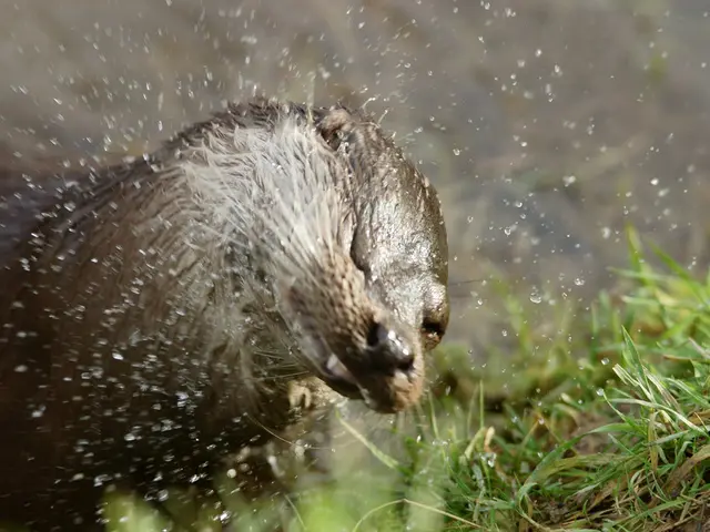 Efforts mount to decrease the fish-otter population nationwide, spearheaded by environmental...