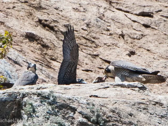 Experiment Conducted: Oil Spill Cleanup Operations