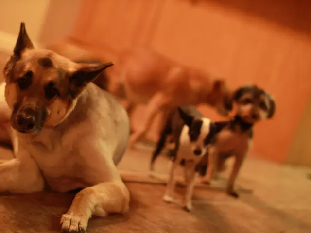 Test possibilities indicate potential elimination of a genetic cause of canine blindness