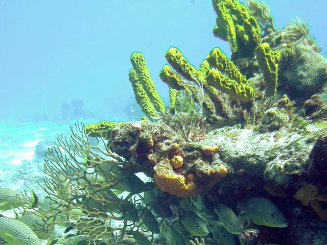 Exploring the Abyss: The Significance of James Cameron's Record-Breaking Oceanic Dive and Its...