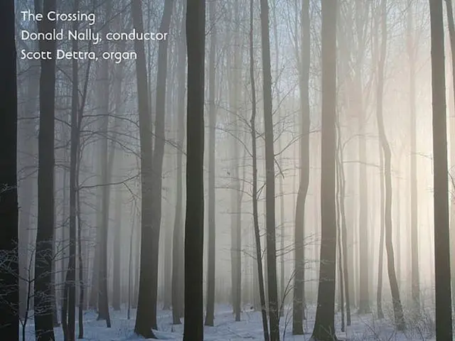 Forest Therapy: Healing Through Natural Surroundings