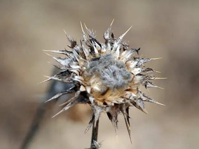 Scientifically Backed Treatment for Dry Peeling Skin