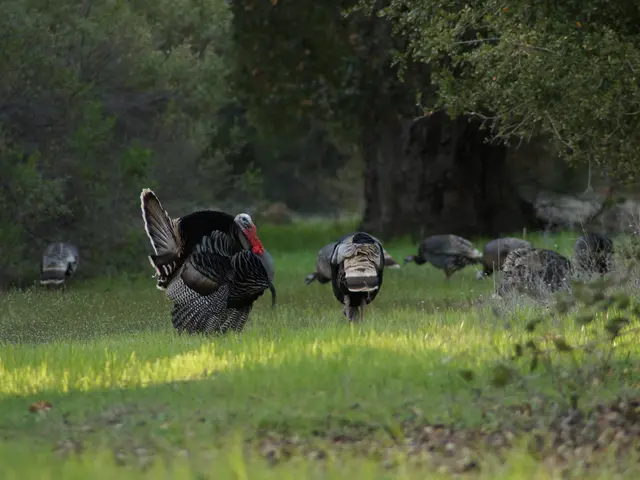 Turkey Faces Severe Fishing Problems