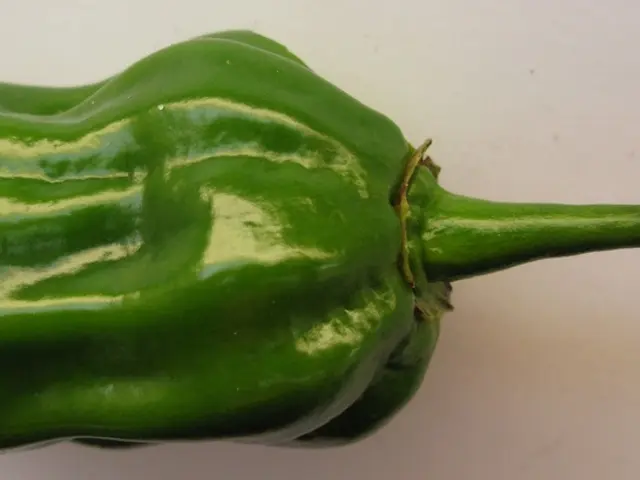 Methods for Winterizing Pepper Plants: Gaining an Early Advantage for Next Year's Vegetable Patch