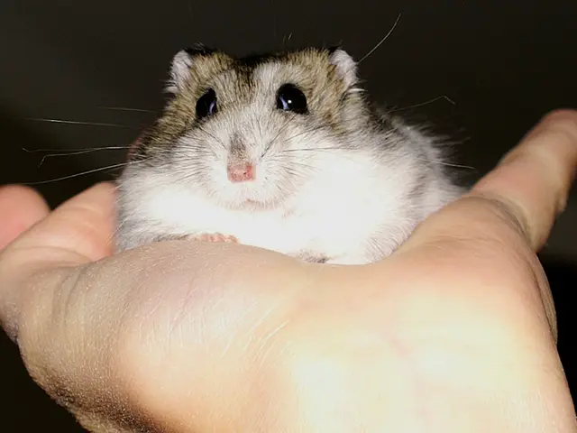 Therapy Focusing on miR-134, a Specific RNA Substance, Reduces Seizures in Mice