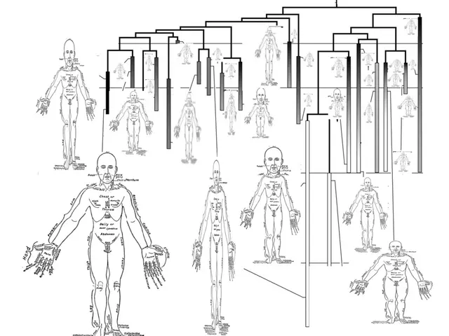 Human Anatomy: A Look at Organ Weights in the Human Body