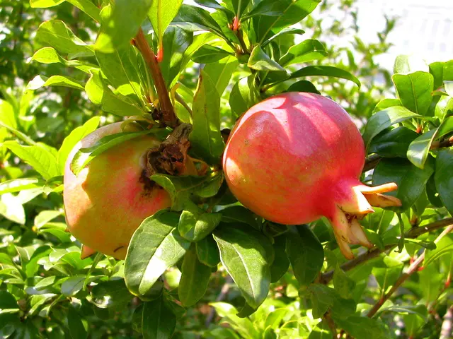 Pomegranate Nutritional Perks: Discovering the Top 5 Health Advantages