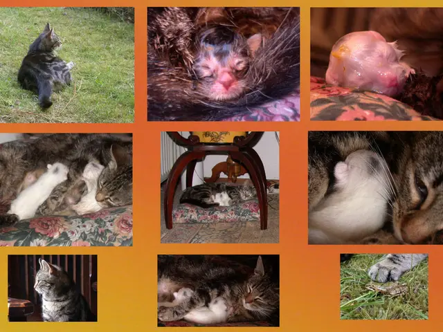 Animal healthcare, dominated by a homogenous workforce in America, may impact the care given to...