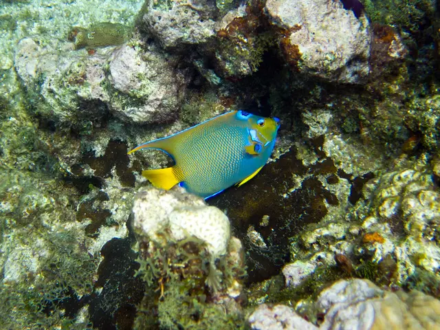 Diverse Feeding Habits: Thriving Hawkfish Populations Found in Isolated Coral Reefs Due to Diet...