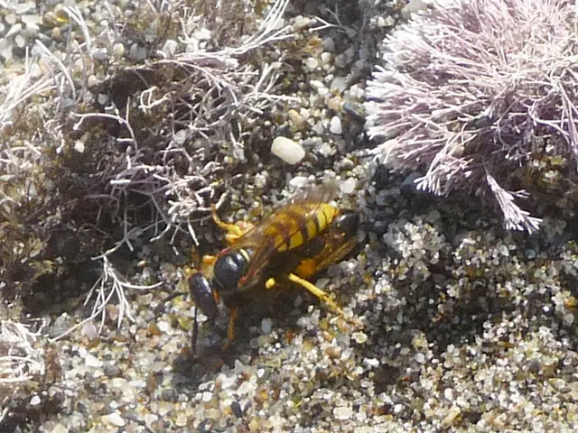 Hospitalized Individuals, Relocation of Hornets' Nest