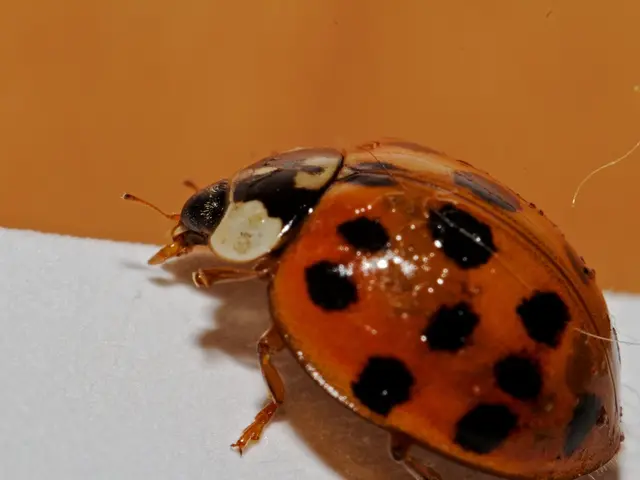 Understanding Shingles: A Discussion on Herpes Zoster