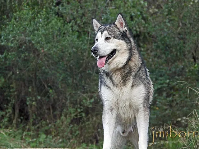 Canines' constant fascination with garbage: An interesting exploration of why dogs cannot resist...