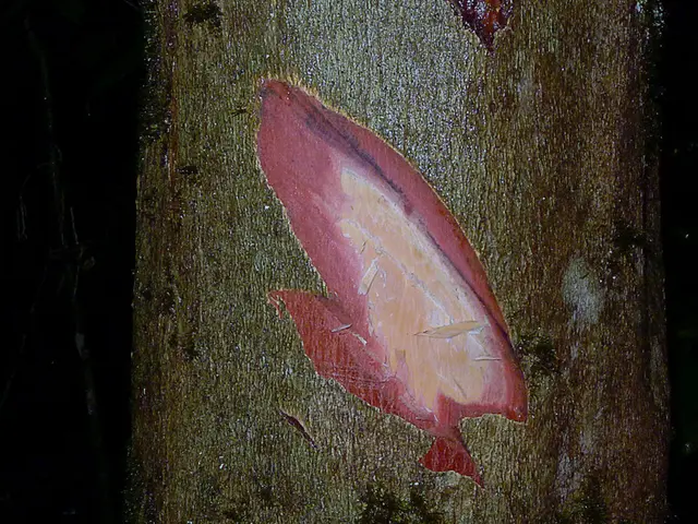 Father seeks life-saving stem cell donation from his 9-year-old son