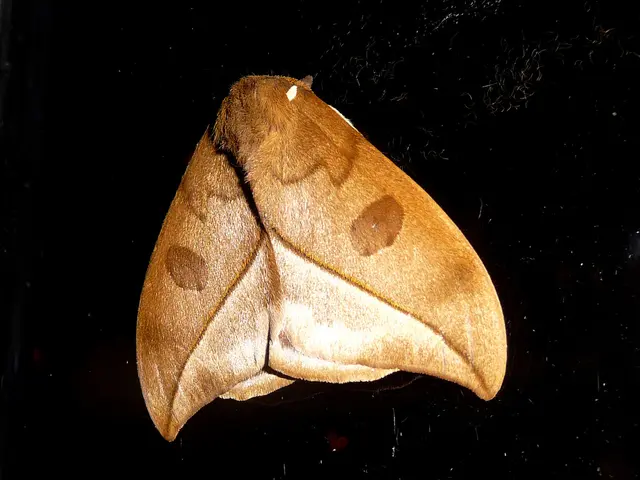 Unveiling the Brain's Influence on Equilibrium and Movement Dynamics