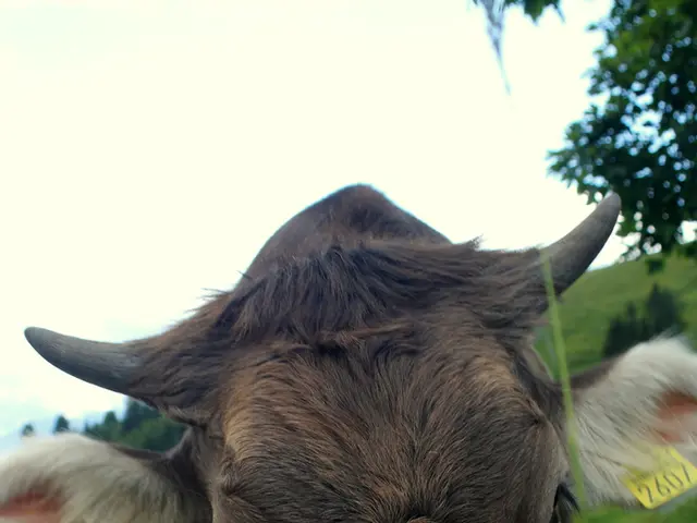 Mad Cow Disease and Creutzfeldt-Jakob Disease: Two related degenerative brain disorders