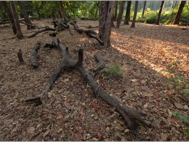 Indoor Plant Study by IACR Reveals Three Air Purifying Species for Home Use