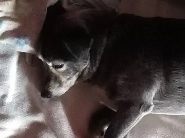 Dog exhibiting unusual behavior of barking while sleeping - possible reasons examined.