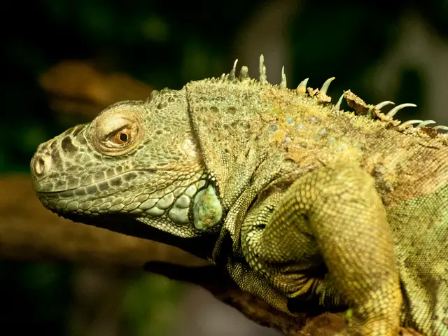 In this image in the foreground there is one chameleon, and in the background there are some...
