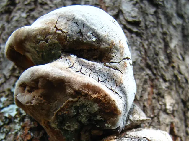 In this picture we can see fungus on the branch.