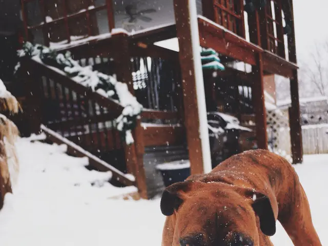In this image in the foreground there is one dog, at the bottom there is snow and in the background...