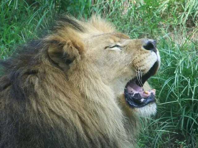 In this image there is a lion which opened its mouth. At the bottom there is grass.