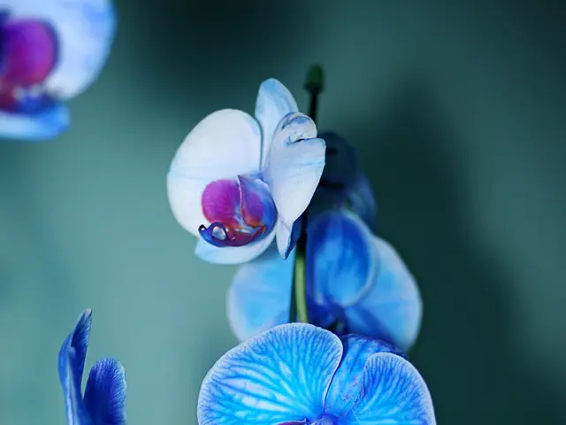 This picture contains flowers which are in blue and purple color. In the background, it is green in...